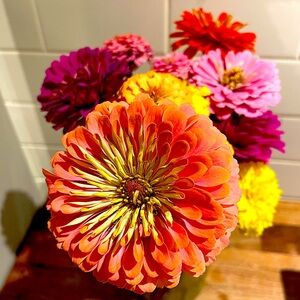 Meet your Posher, Cindy